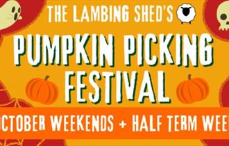 The Lambing Shed's Pumpkin Picking Festival