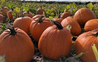 PYO Pumpkins & Spooky Maize Maze