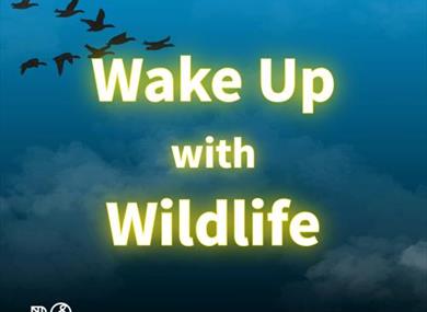 Wake up with wildlife Norton Priory