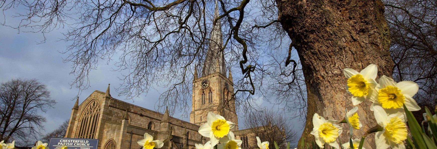 Crooked Spire, Chesterfield in spring with daffodils flowering