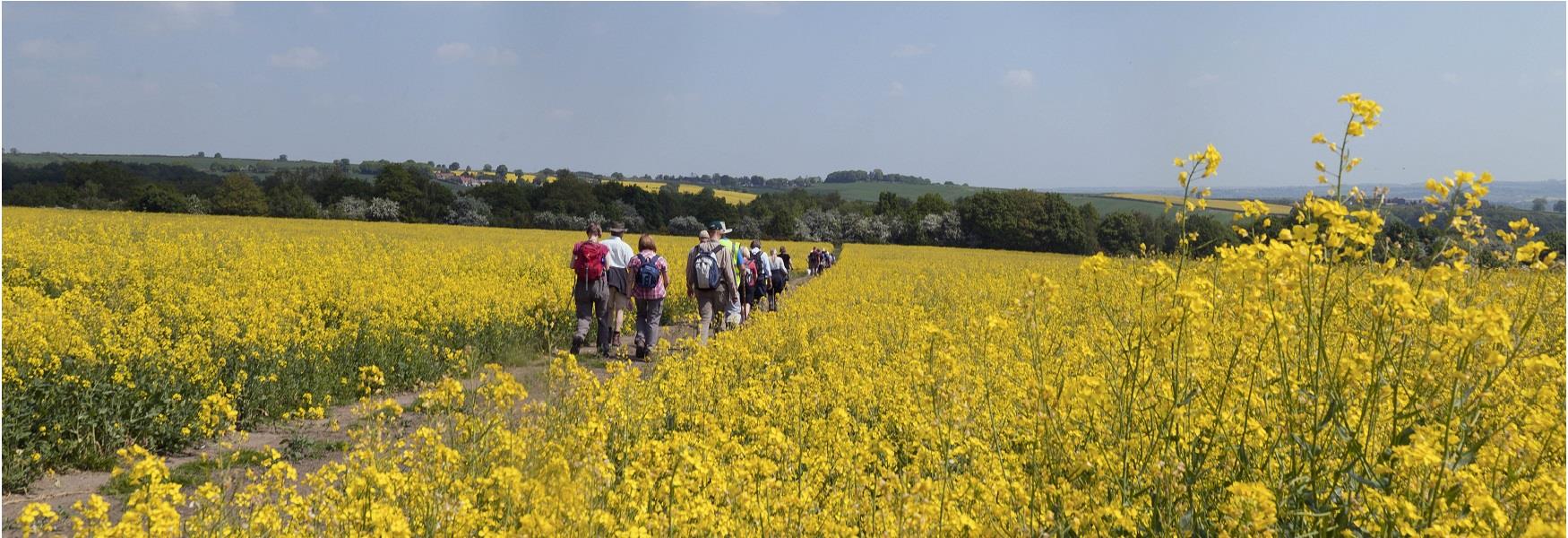 Walkers passing through a field of Oilseed Rape