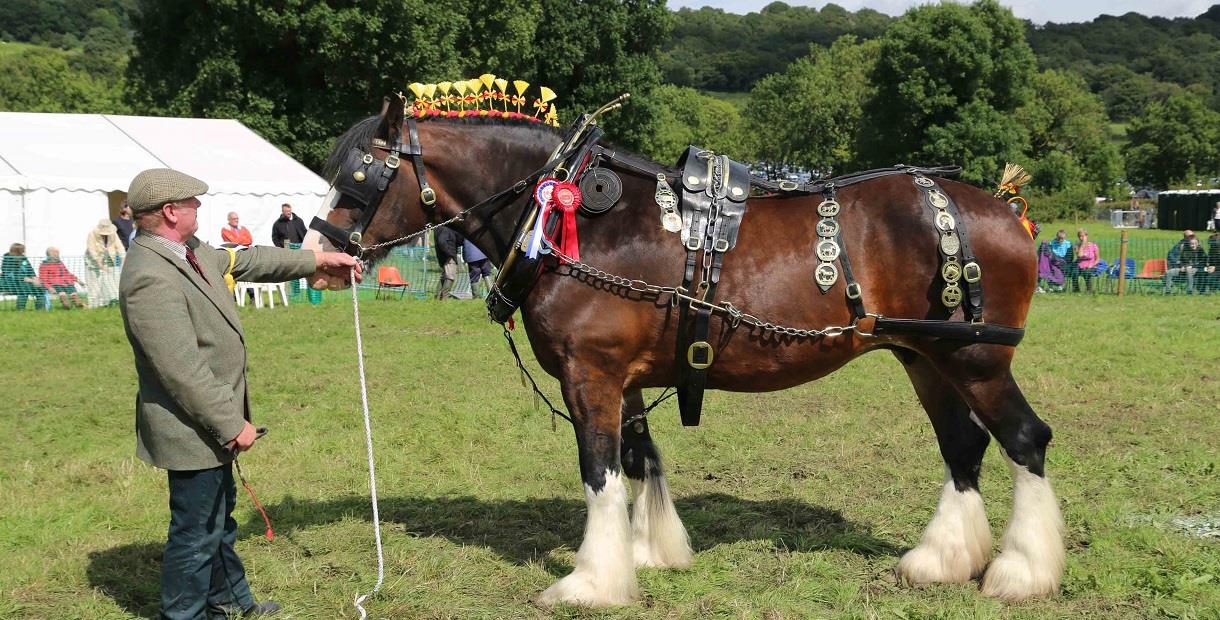 Judging Shire Horses