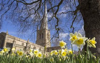 Chesterfield Crooked Spire Church with daffodils in the foreground