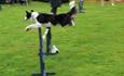 Dog agility course at Ashover Show