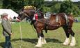 Judging Shire Horses