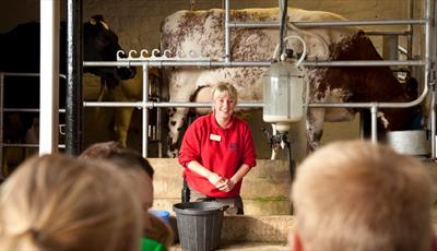 Daily milking demonstration at Chatworth Farmyard (available mid April to October)
