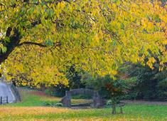 Dronfield Tree