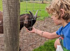 Child feeding a goat at Matlock Farm Park