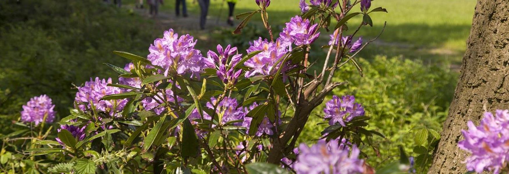 Walkers in the background with a flowering rhododendron in the foreground