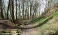 A walking path through hilly woodland