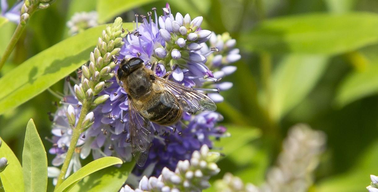 Honey bee on a purple flower