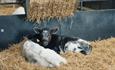 Calves having a rest at Chatsworty Farmyard