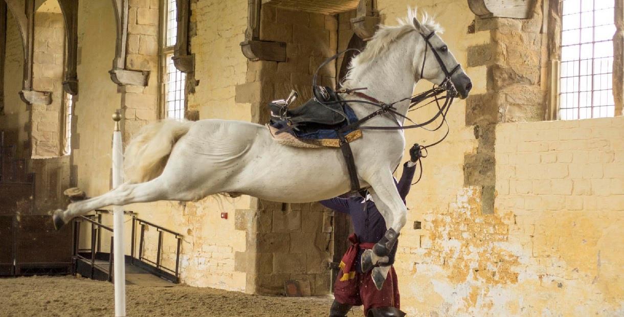 White horse airborne without a rider in the Riding Stables at Bolsover Castle