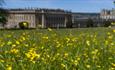 Buttercups in the garden with Chatsworth House in the background
