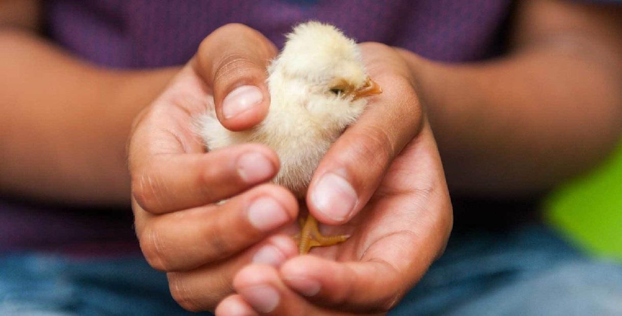 Baby chick in a child's hands