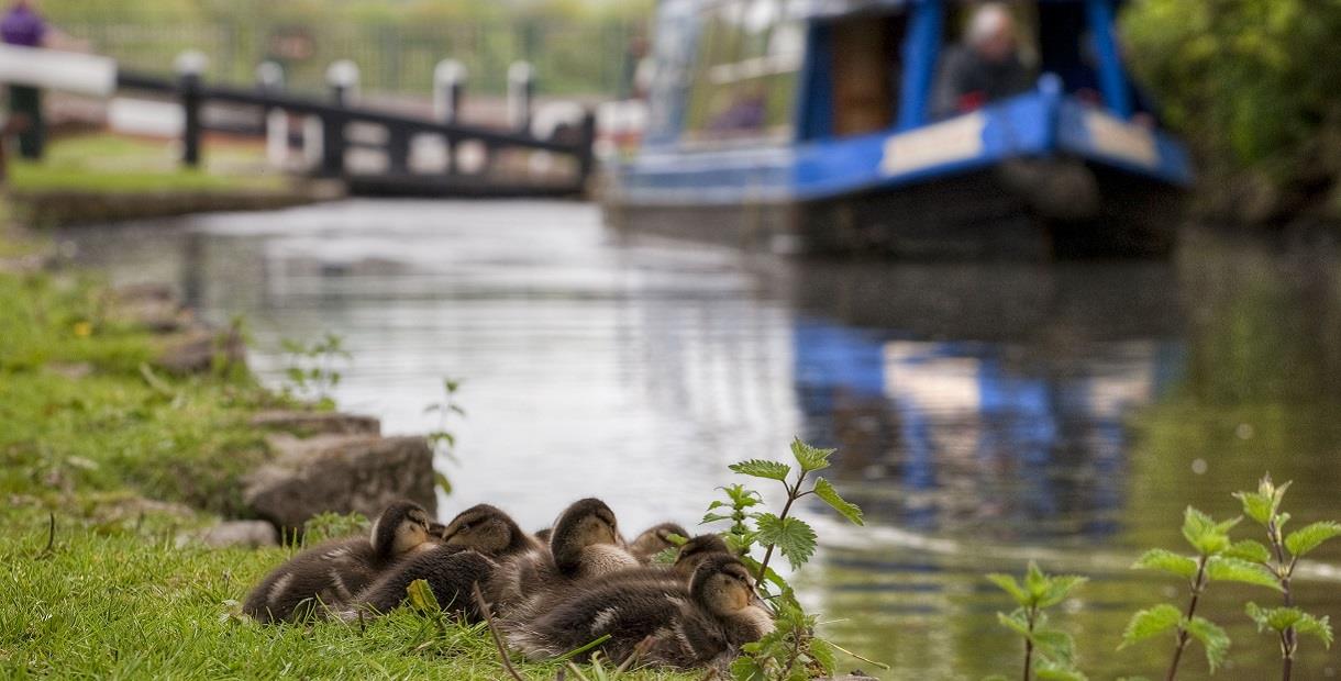 Ducklings on the Chesterfield Canal