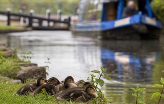 Ducklings on the Chesterfield Canal