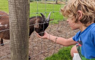 Child feeding a goat at Matlock Farm Park