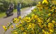 Close up of yellow flowers with people walking on a path in the background