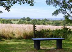A bench between two trees overlooking fields