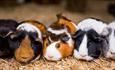 Meet the guineapigs at Chatswoth Farmyard