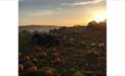 Sunrise at the pumpkin field