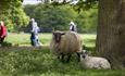 Hardwick Hall estate with a sheep and a lamb in the foreground