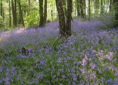 Bluebell woods