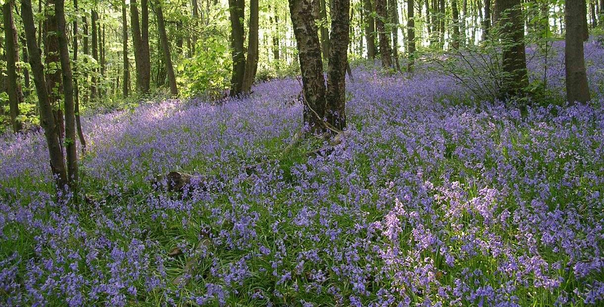 Woodland covered in bluebells