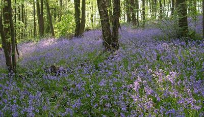Woodland covered in bluebells