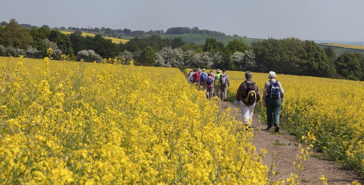 Walking through a rape field with flowering hawthorn woods and fields on the horizon