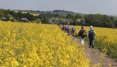 Walking through a rape field with flowering hawthorn woods and fields on the horizon
