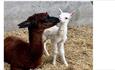 Mother and baby Alpacas