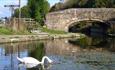 Swan at Wheeldon Mill on the Chesterfield Canal