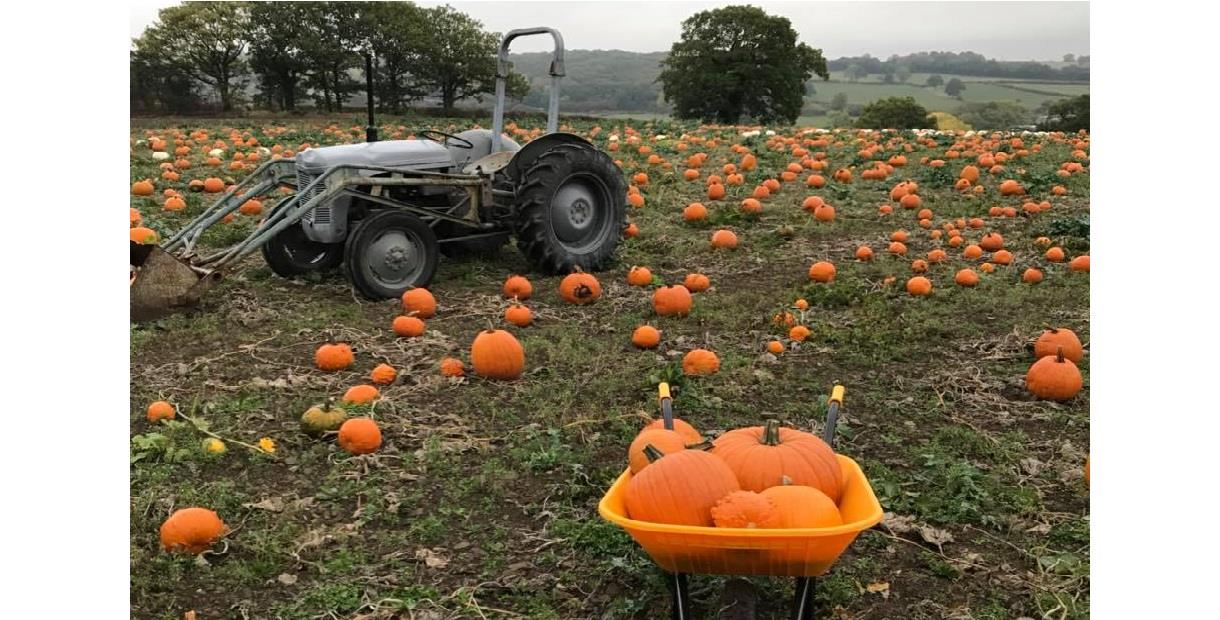 Pumpkin field and tractor