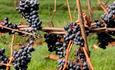 Renishaw Hall Vineyard Grapes