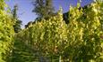 Renishaw Hall Vineyard