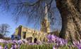 Crooked Spire Church and crocuses