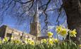Crooked Spire Church and daffodils