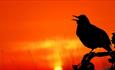 Silhouette of a bird singing on a branch at dawn