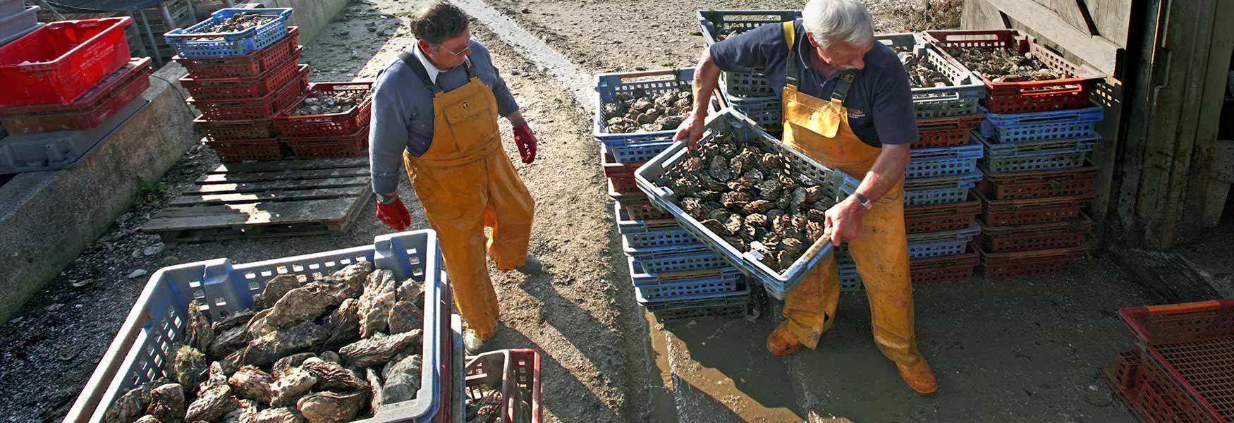 A Fresh Catch of Oysters on Mersea Island