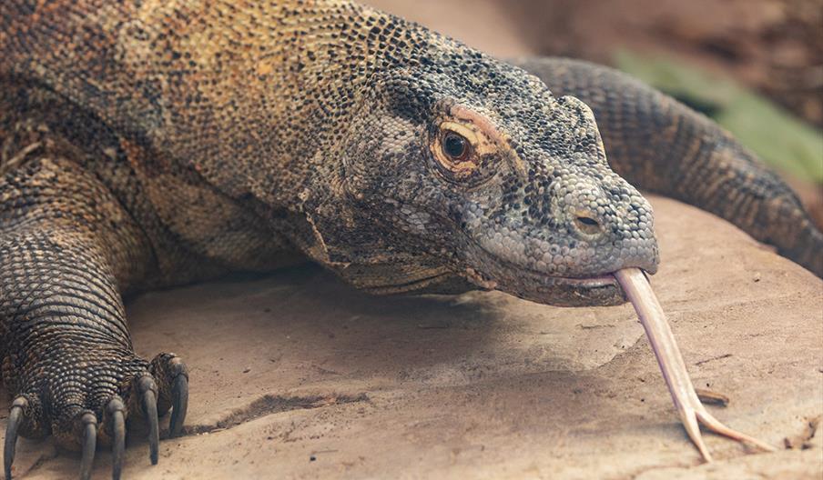 Large lizard with its tounge out