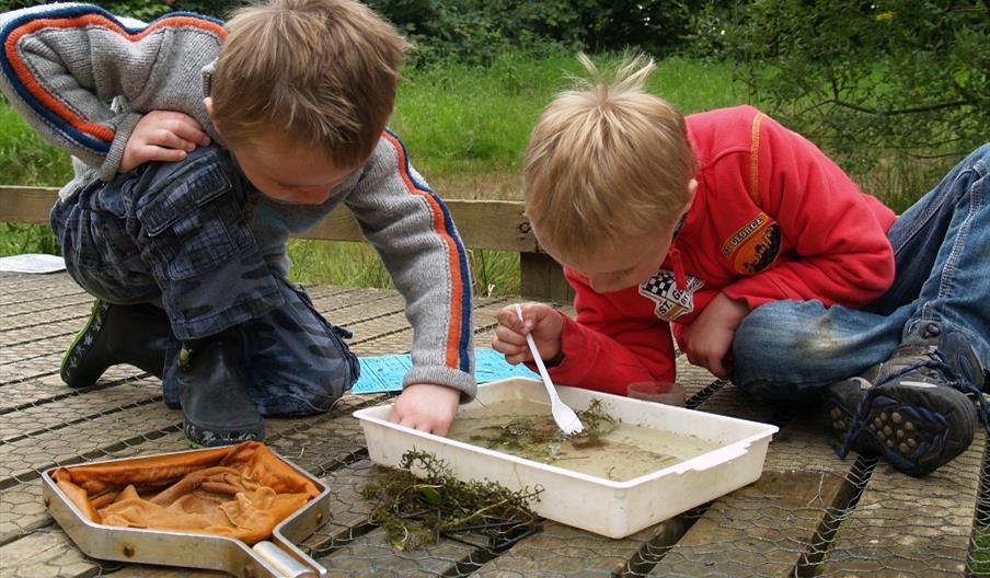 2 boys looking at bugs in a container after pond dipping