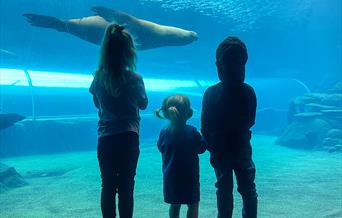 Children looking at the Sea Lions under the water