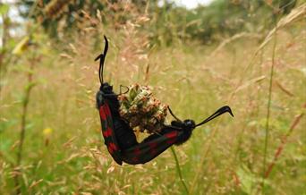 Two red and Black insects in the grass