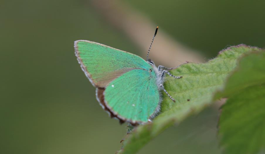 Green Butterfly on a green leaf