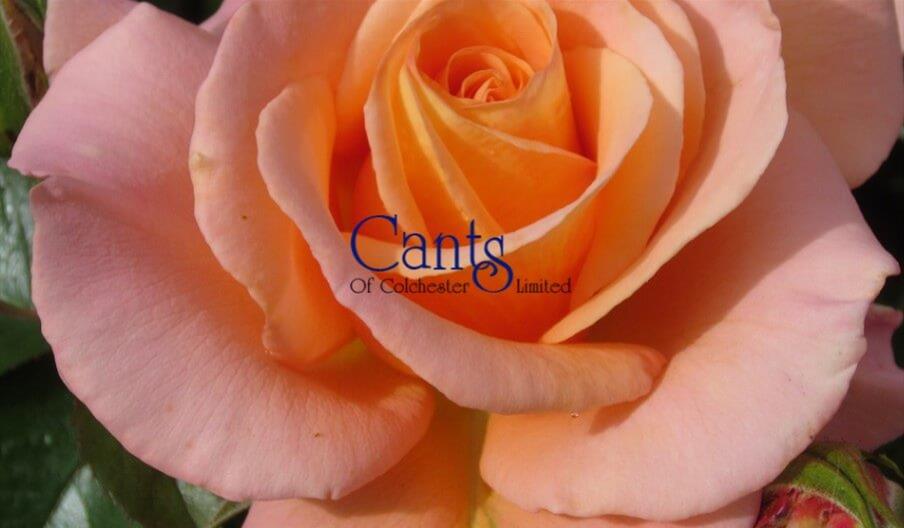 Cants of Colchester - Rose logo