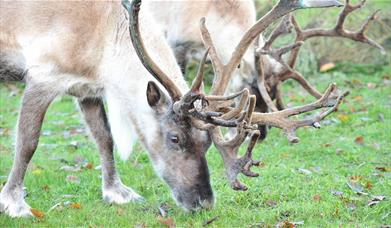 Reindeer at Colchester Zoo