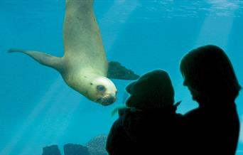 Silhouette of a family watching a sealion