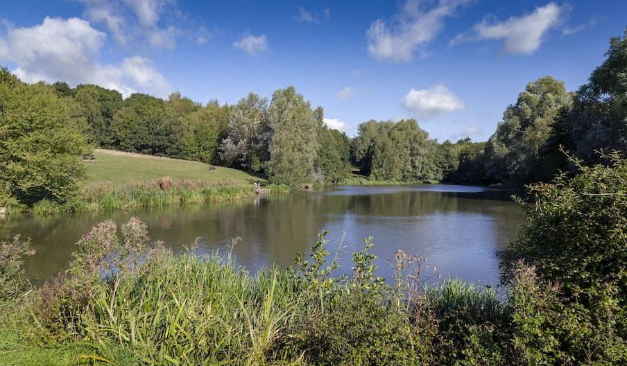 The fishing lake at High Woods Country Park
